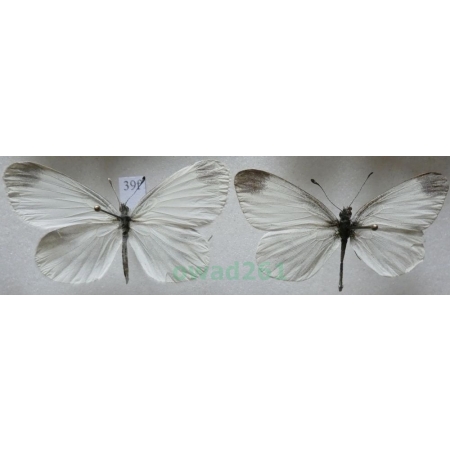 Leptidea sinapis (Linnaeus, 1758) pair Wietek gorczycznik Czech39f